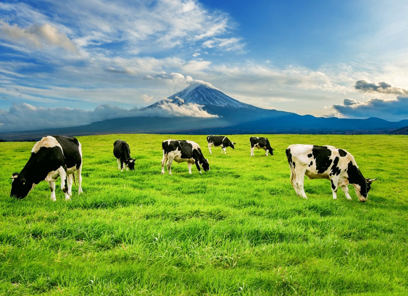 Why We Only Work with Local, Ethically Reared Farms