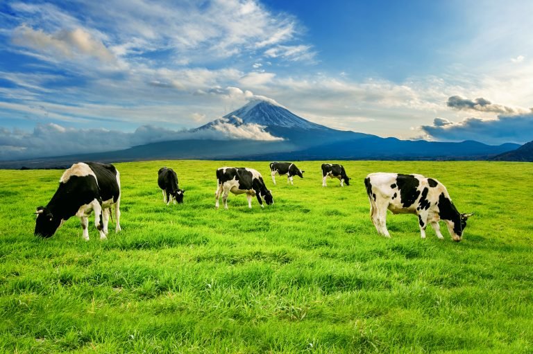 Why We Only Work with Local, Ethically Reared Farms